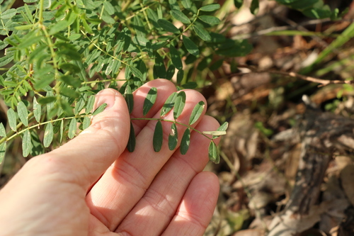 Image of Tephrosia filipes by (c) Greg Tasney, some rights reserved (CC BY-SA)