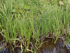 Sparganium erectum