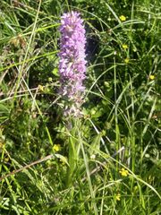 Dactylorhiza majalis baltica