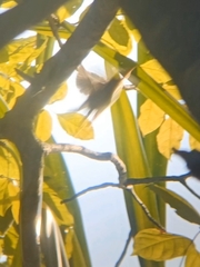 Orthotomus ruficeps