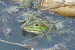 Pelophylax epeiroticus