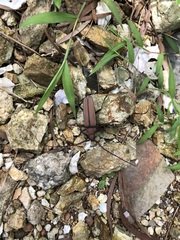 Aegolipton marginale