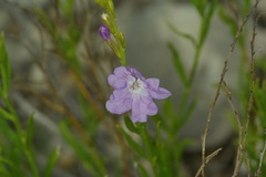 Bouchea linifolia