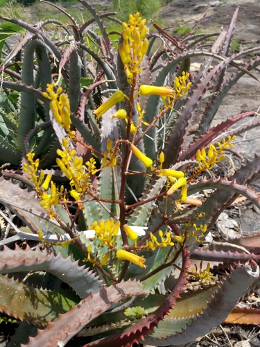 Aloe labworana