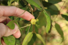 Macrotyloma axillare axillare
