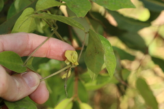 Macrotyloma axillare axillare