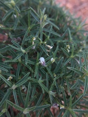 Crotalaria pusilla