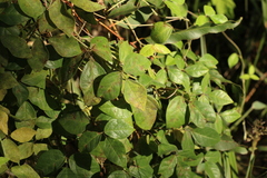 Macrotyloma axillare axillare
