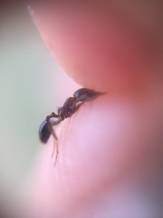 Trichomyrmex glaber