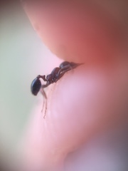 Trichomyrmex glaber