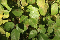 Macrotyloma axillare axillare
