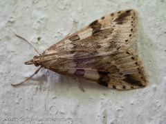 Udea washingtonalis
