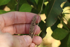 Macrotyloma axillare axillare