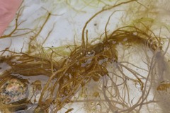 Desmarestia aculeata