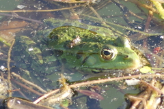 Pelophylax kurtmuelleri