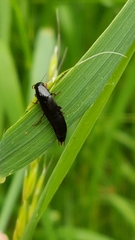 Philonthus decorus