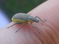 Chlorophanus viridis