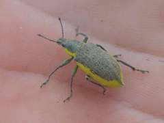 Chlorophanus viridis