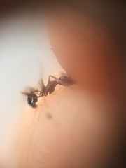 Pheidole lamellinoda