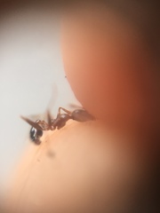 Pheidole lamellinoda