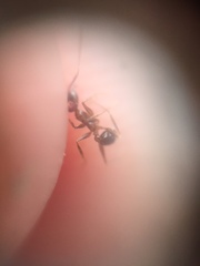 Pheidole lamellinoda