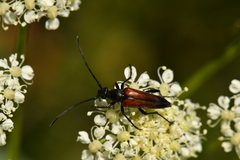 Stenurella melanura