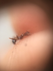 Pheidole lamellinoda