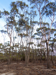 Eucalyptus occidentalis