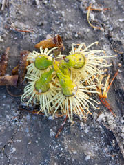 Eucalyptus occidentalis