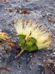 Eucalyptus occidentalis