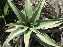 Aloe secundiflora