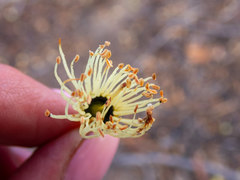 Eucalyptus occidentalis
