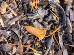 Eucalyptus occidentalis