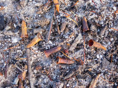 Eucalyptus occidentalis