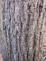 Eucalyptus occidentalis