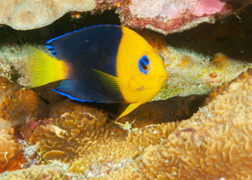 Joculator angelfish (Centropyge joculator) — Pomacanthidae