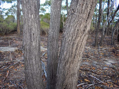 Eucalyptus occidentalis