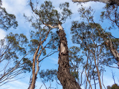 Eucalyptus occidentalis