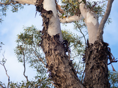 Eucalyptus occidentalis