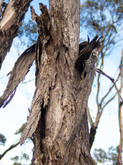 Eucalyptus occidentalis