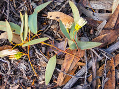 Eucalyptus occidentalis