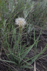 Takhtajaniantha austriaca