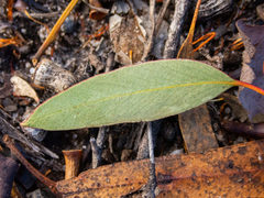Eucalyptus occidentalis