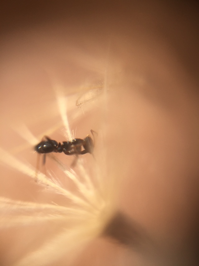 Lepisiota modesta