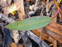 Eucalyptus occidentalis