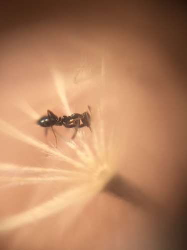 Lepisiota lunarisLepisiota lunaris