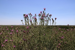 Cirsium hydrophilum hydrophilum