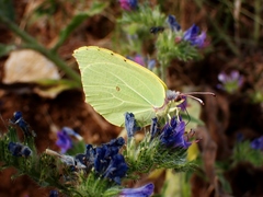 Gonepteryx cleopatra