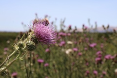 Cirsium hydrophilum hydrophilum