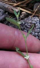 Polygonum douglasii